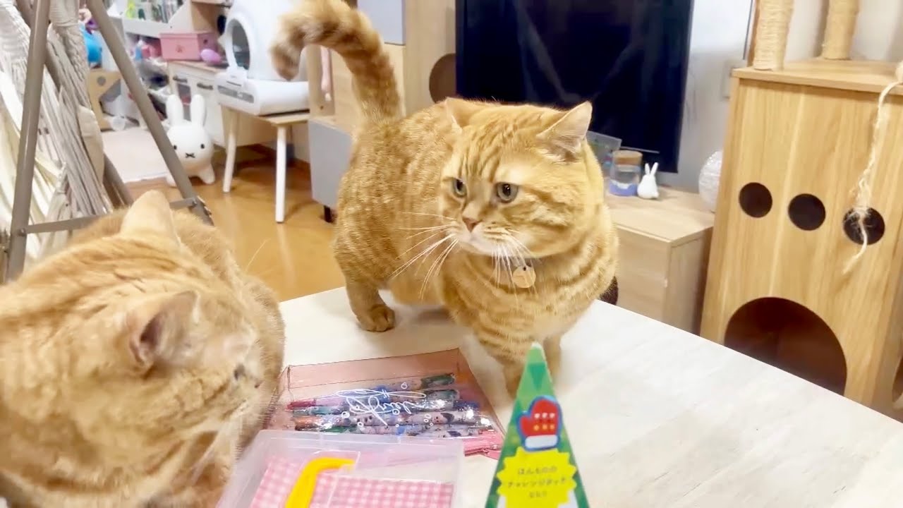 珍しく茶々くんが遅刻しちゃった日。