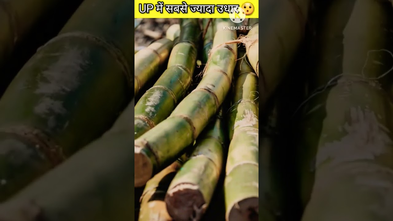 Sugarcane pending payment #sugarcane #payment #shorts