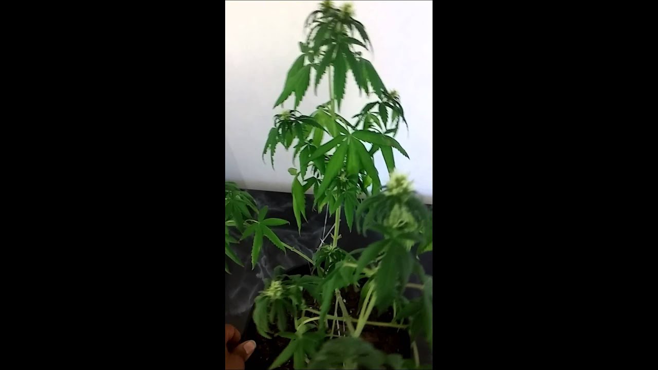 Week 13 update/day 29 of flowering