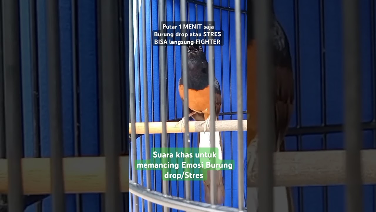 Cara mengatasi burung murai drop/stres