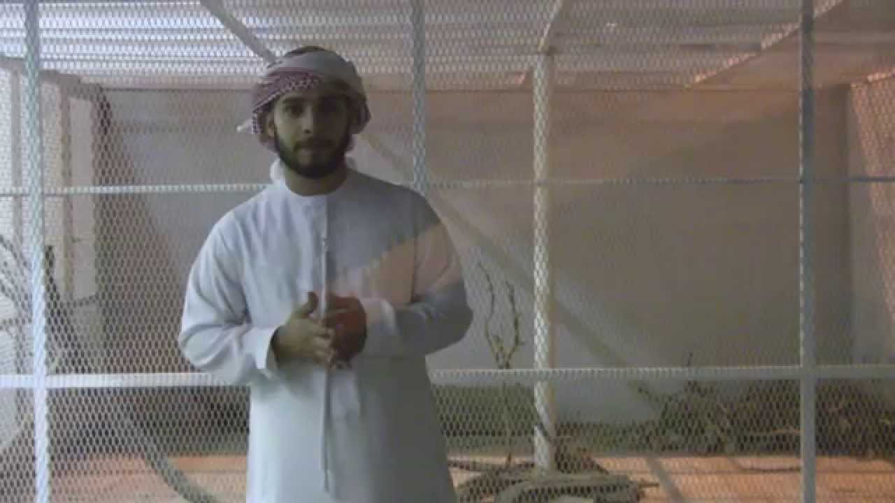 يوميات 11 - #نعم_لحفظ_النعم | المعازيب