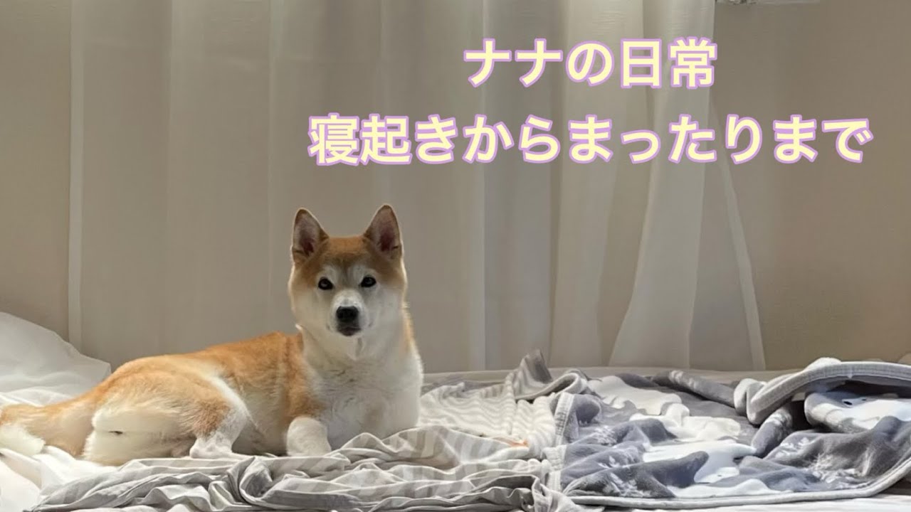 [ヨーグルト食べたよ] 寝起きのナナから、まったりナナまで