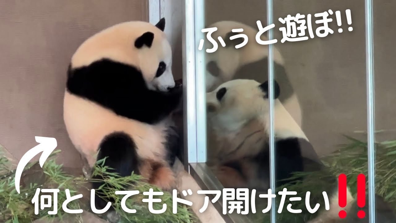 これは..珍光景😳桃浜お姉パンと遊びたくて必死にドアを開けようとする子パンダ楓浜🍁