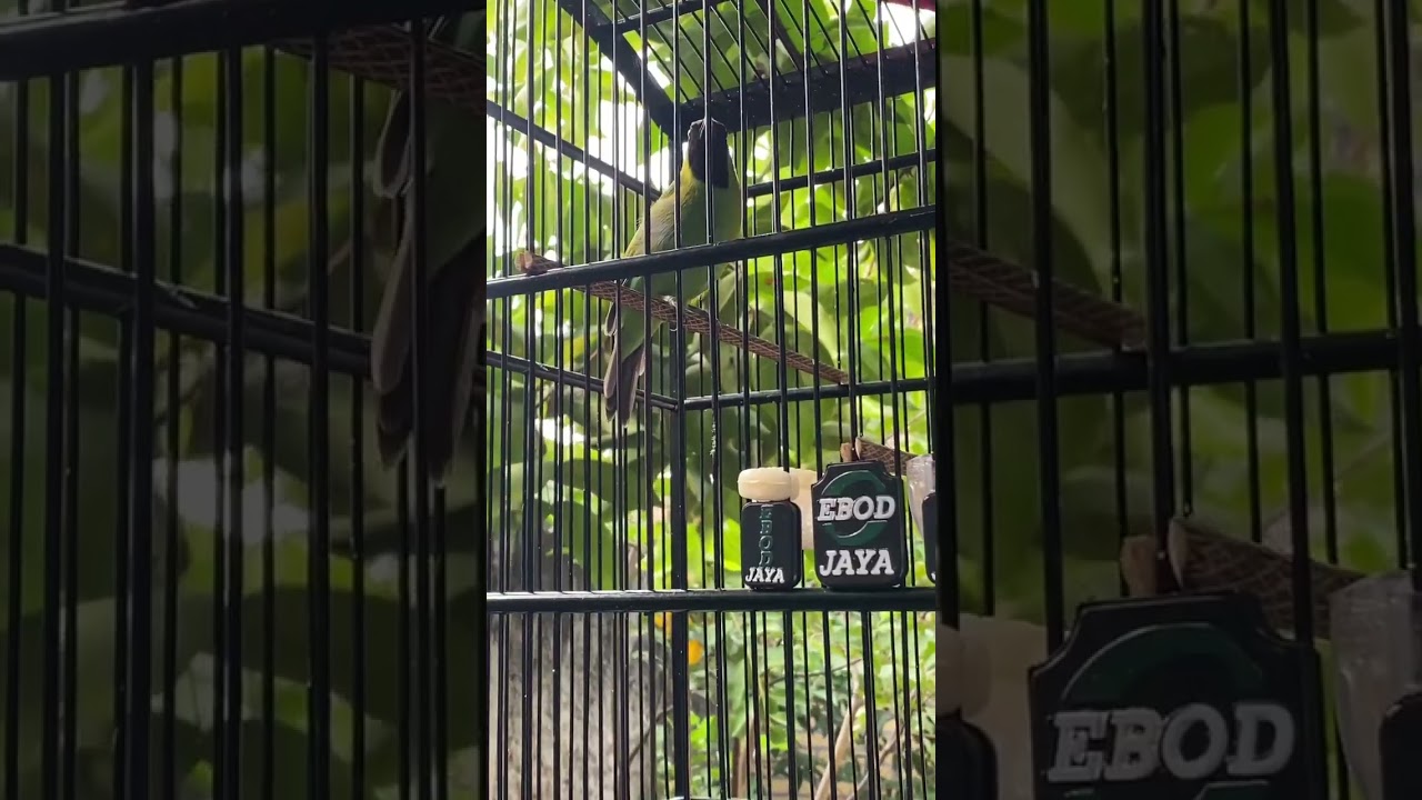 #cucakijo #gacor #tembakancucakijo