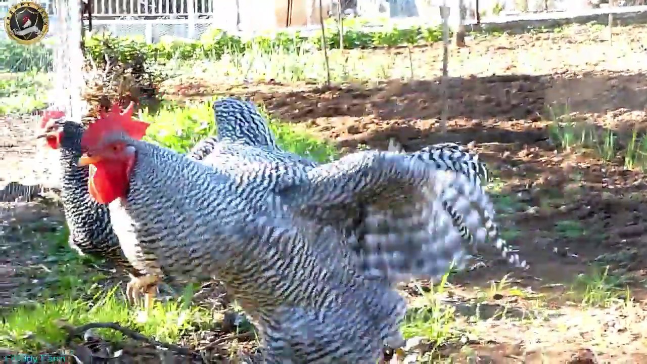 chicken breeds - AMROCK rooster crowing - FREDDY FARM