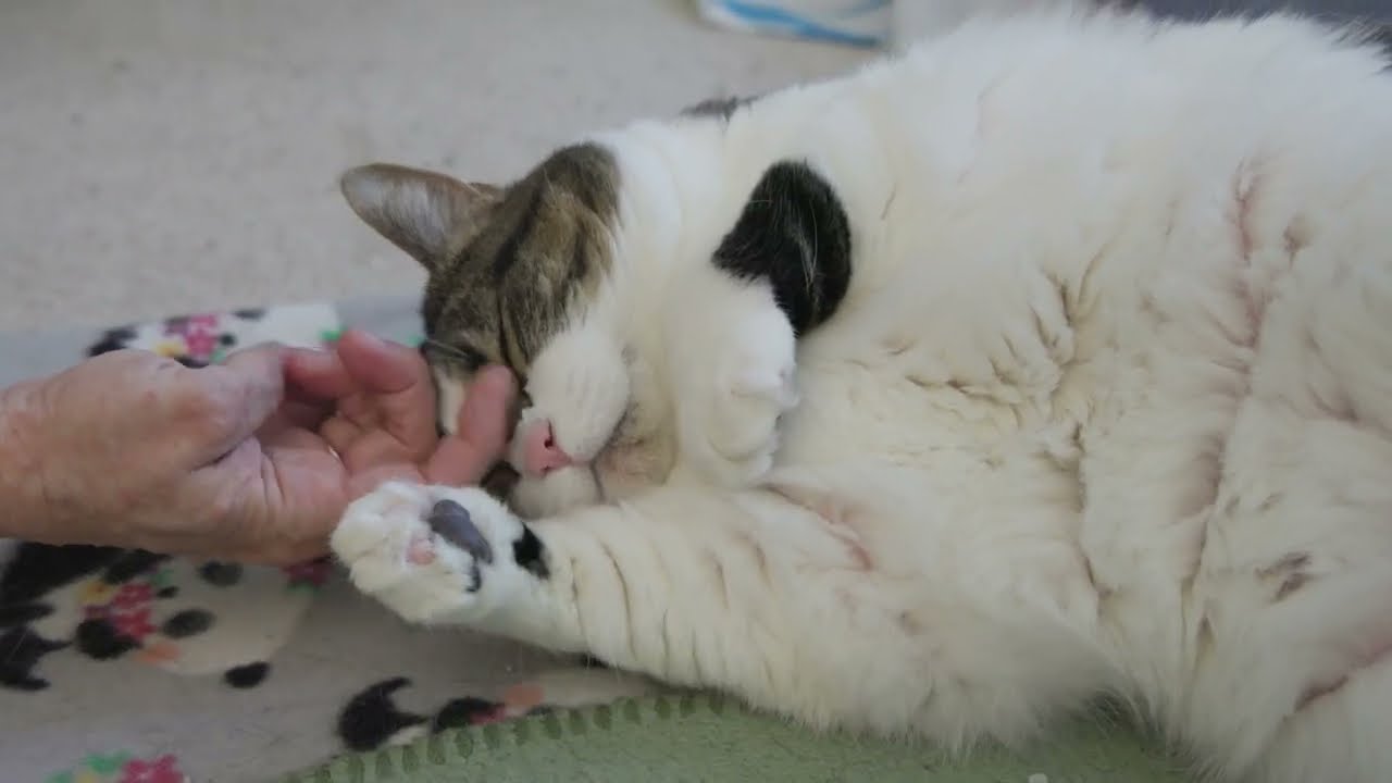 The truth about cat declawing.