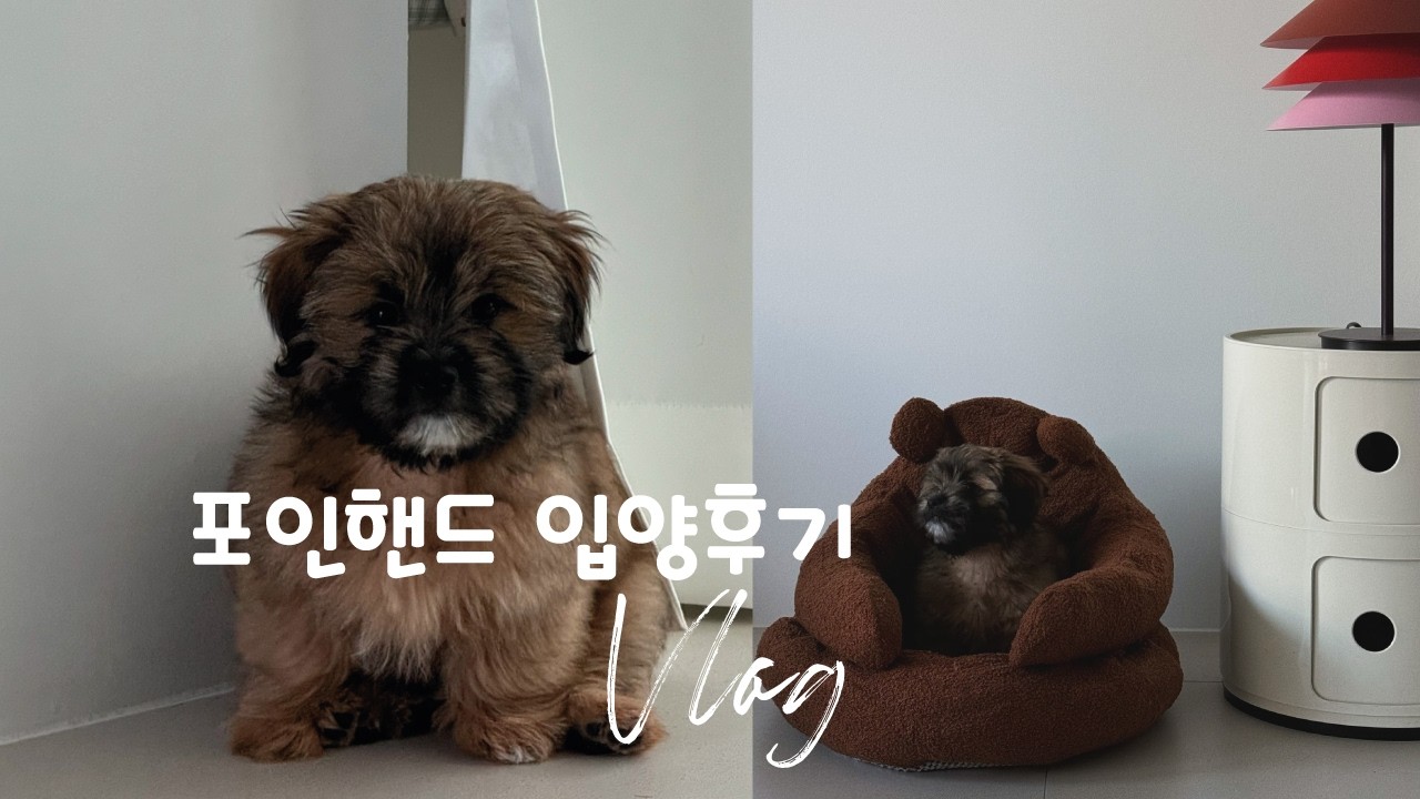 포인핸드 유기견입양 | 시고르자브종 | 집순이와 똥개