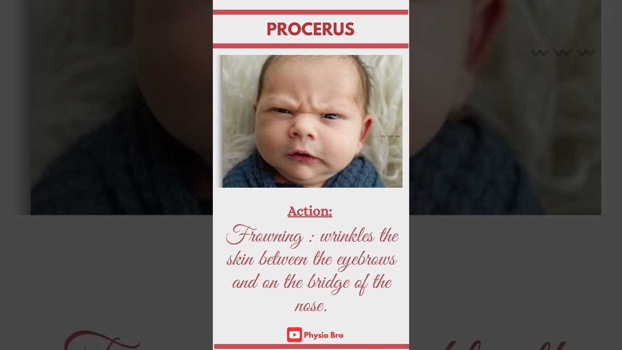 Procerus #anatomy #physiohub #physiotherapy #physio #eye #muscle #bpt #face #physiotherapist