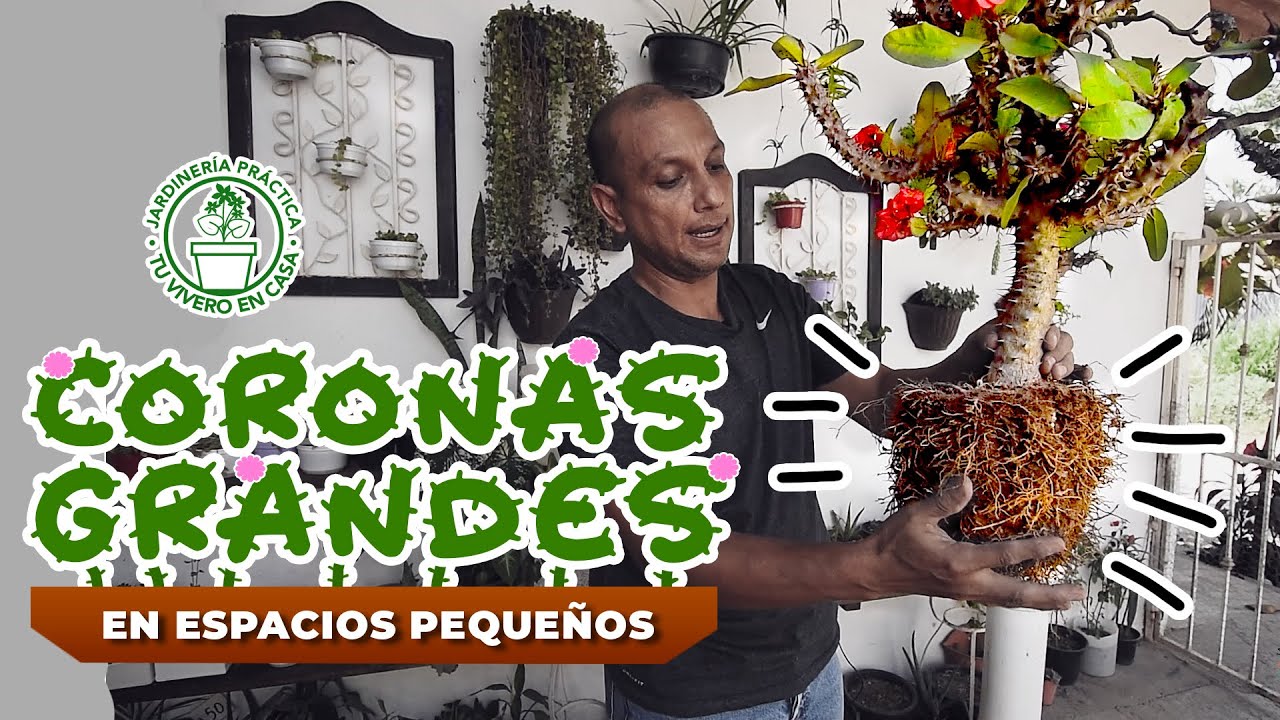 Como CONSERVAR CORONAS de CRISTO en espacios PEQUEÑOS - Corte de RAICES de CORONAS de CRISTO