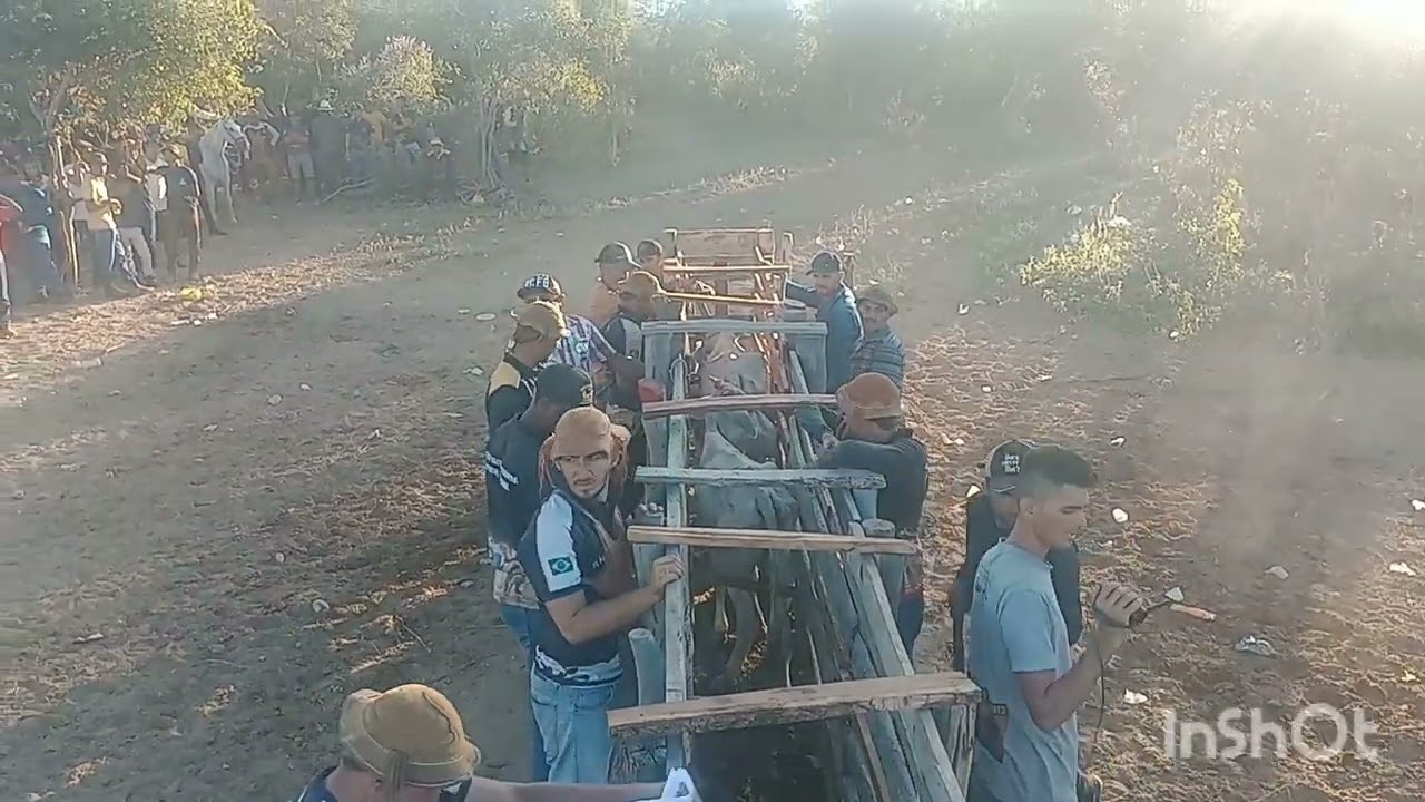 Pega de boi no mato