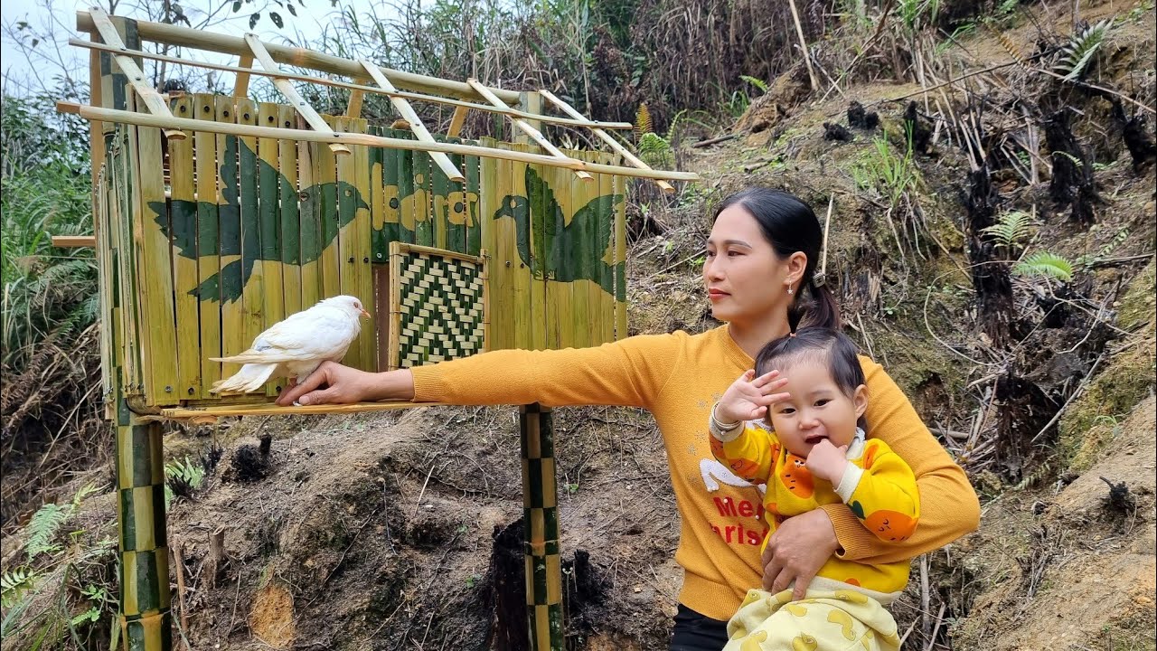 How to make a pigeon coop with bamboo | Harvest ginger to sell at the market