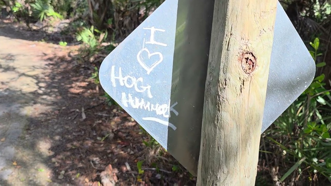 Hog hammock trail, Bobcat? Wild hog sighting