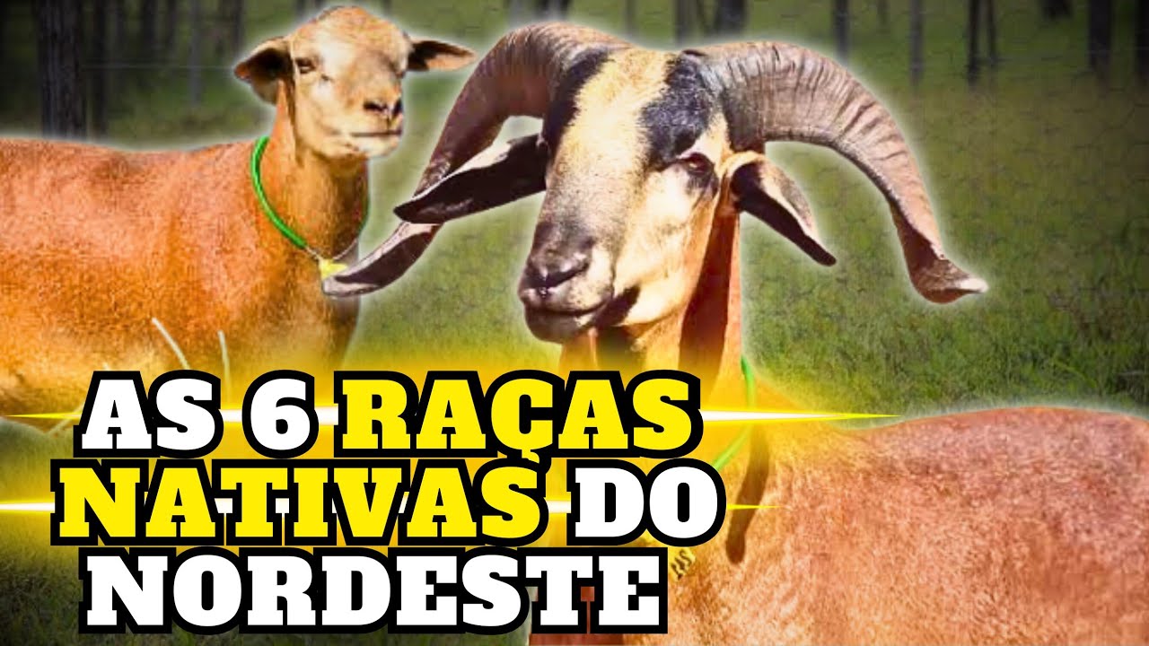 MORADA NOVA, BARRIGA NEGRA, CARIRI, etc...6 RAÇAS de OVELHAS do SERTÃO