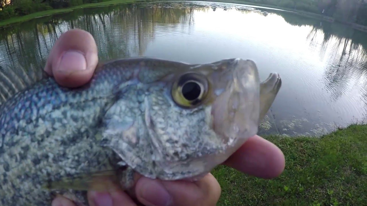 Exploring Chatt Cats Fishing's Community Pond (Chattanooga, TN)