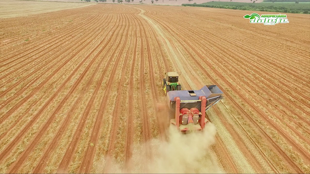 Colheita do amendoim na região de Tupã-SP  ( Agropecuária Jalefe )