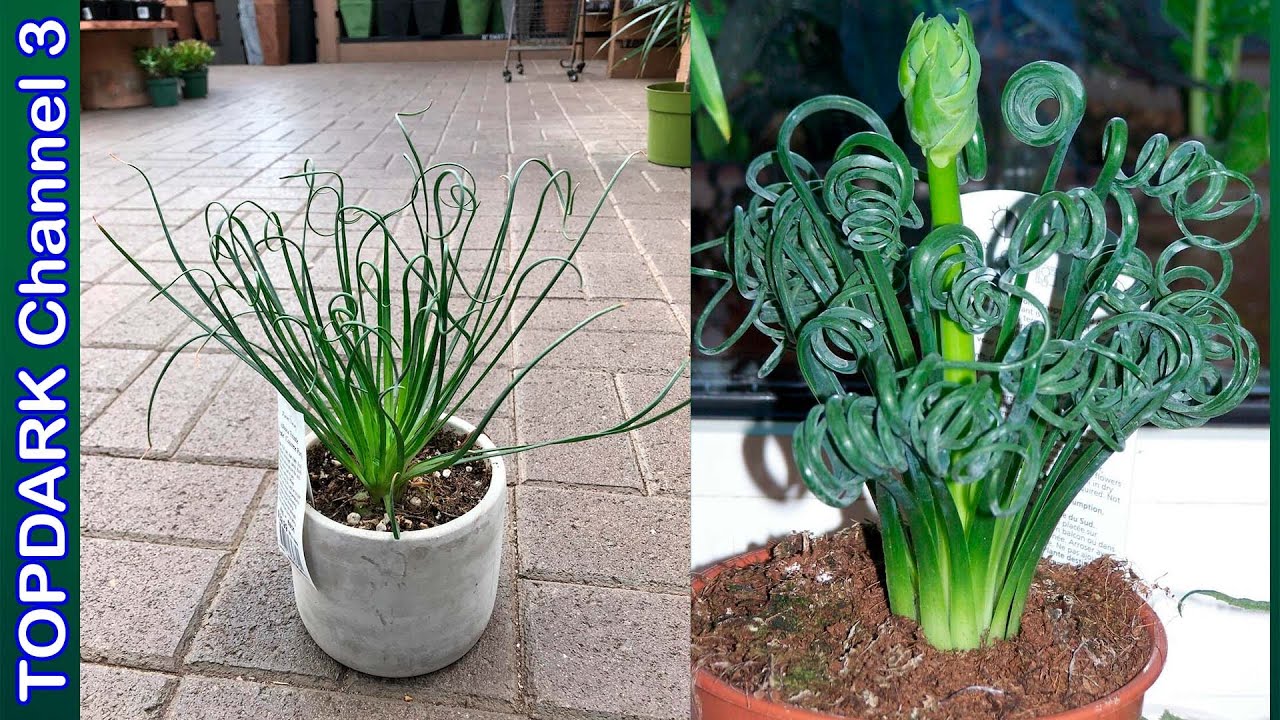 10  Variedades Increibles de Albuca