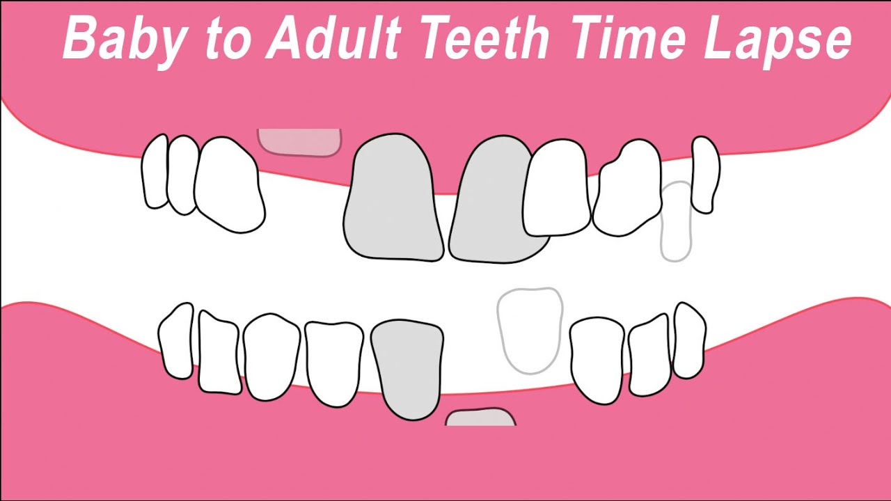 Baby Teeth to Adult Teeth Time Lapse Animation