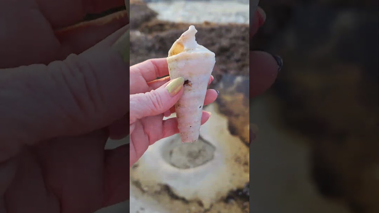 Cone Seashell in Tide Pool: Western Australia 