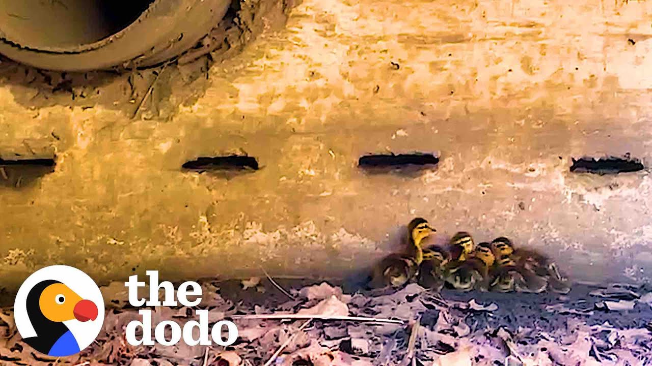 Mama Duck Asks Man For Help When Her Ducklings Fall Inside A Drain | The Dodo