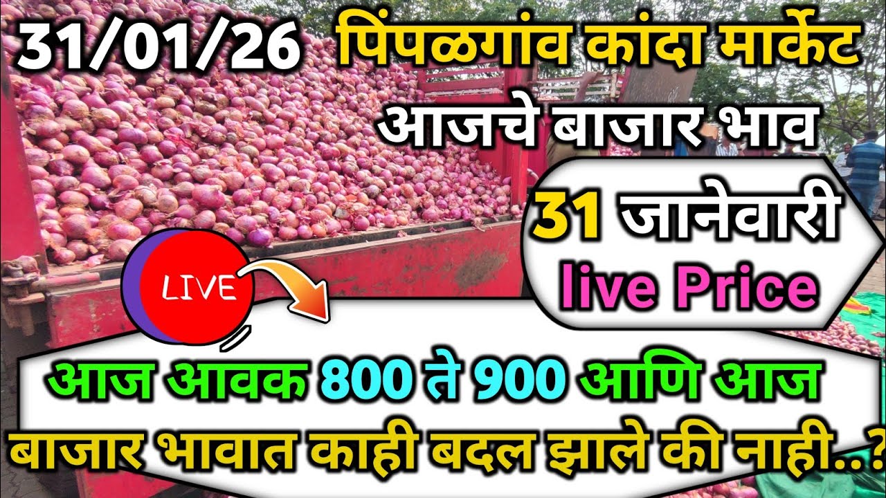 Pimpalgaon Onion Market Price Today:Latest Rates And Insights 31 January 2025