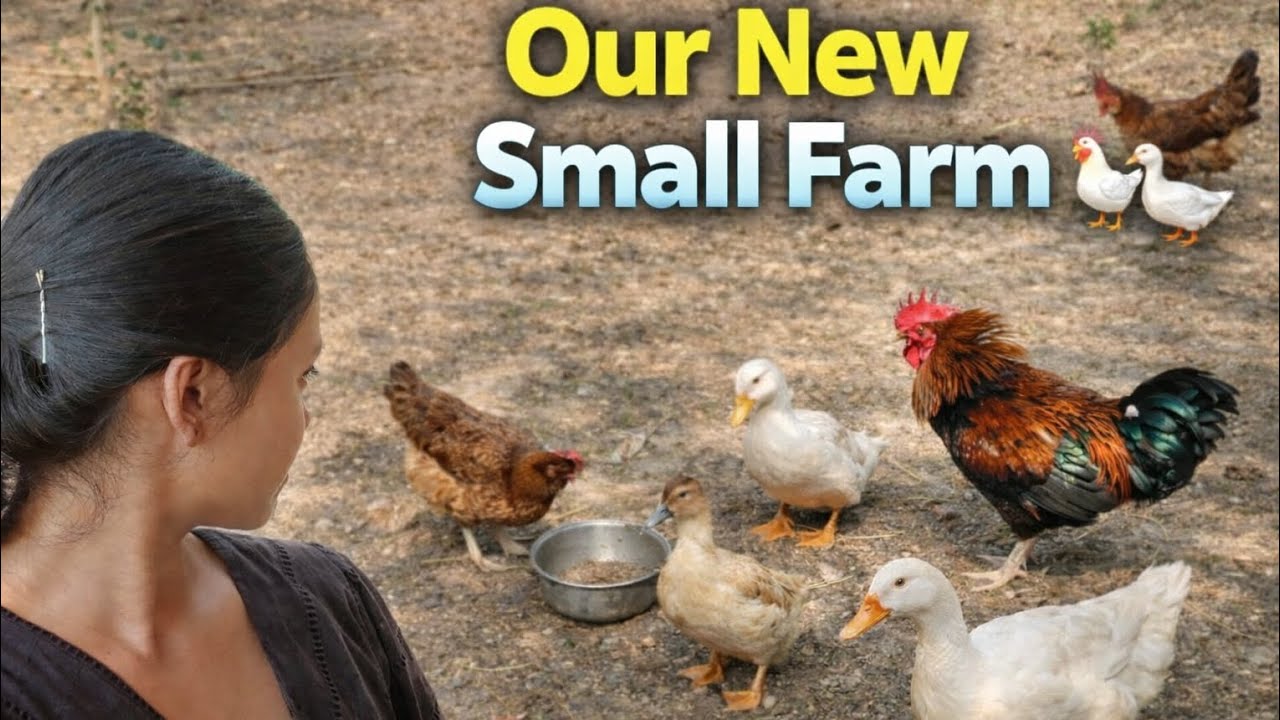 Inside hamara Chhota Sa murgi ka farm 🐔