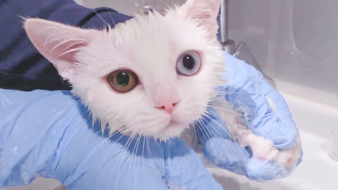 First bath for kittens, cause she pees on herself