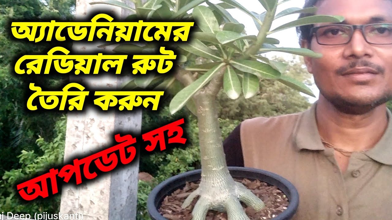 Adenium Radial Root Training | How To Make Adenium Unique