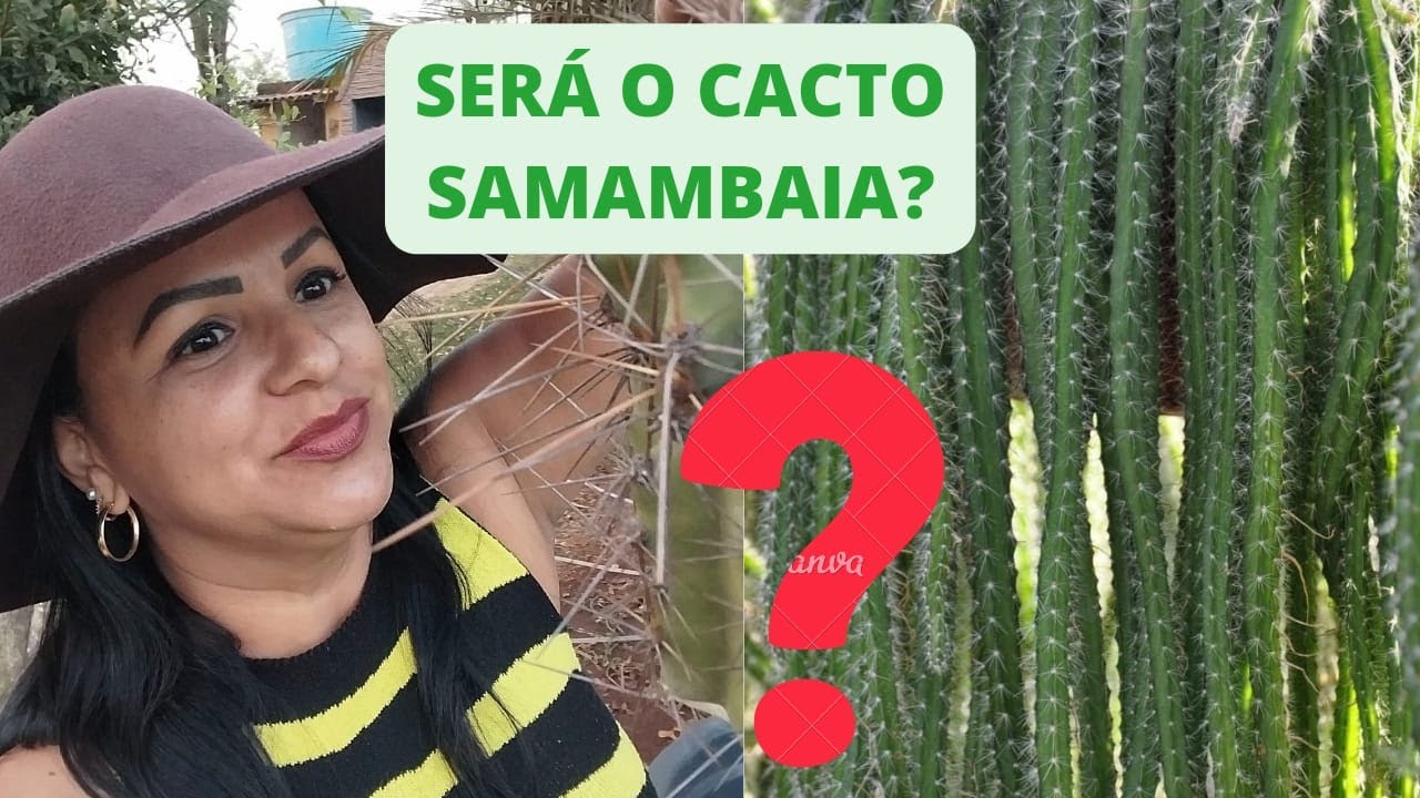 CACTO MISTERIOSO! SERÁ O VERDADEIRO CACTO SAMAMBAIA? | SELENICEREUS VALIDUS