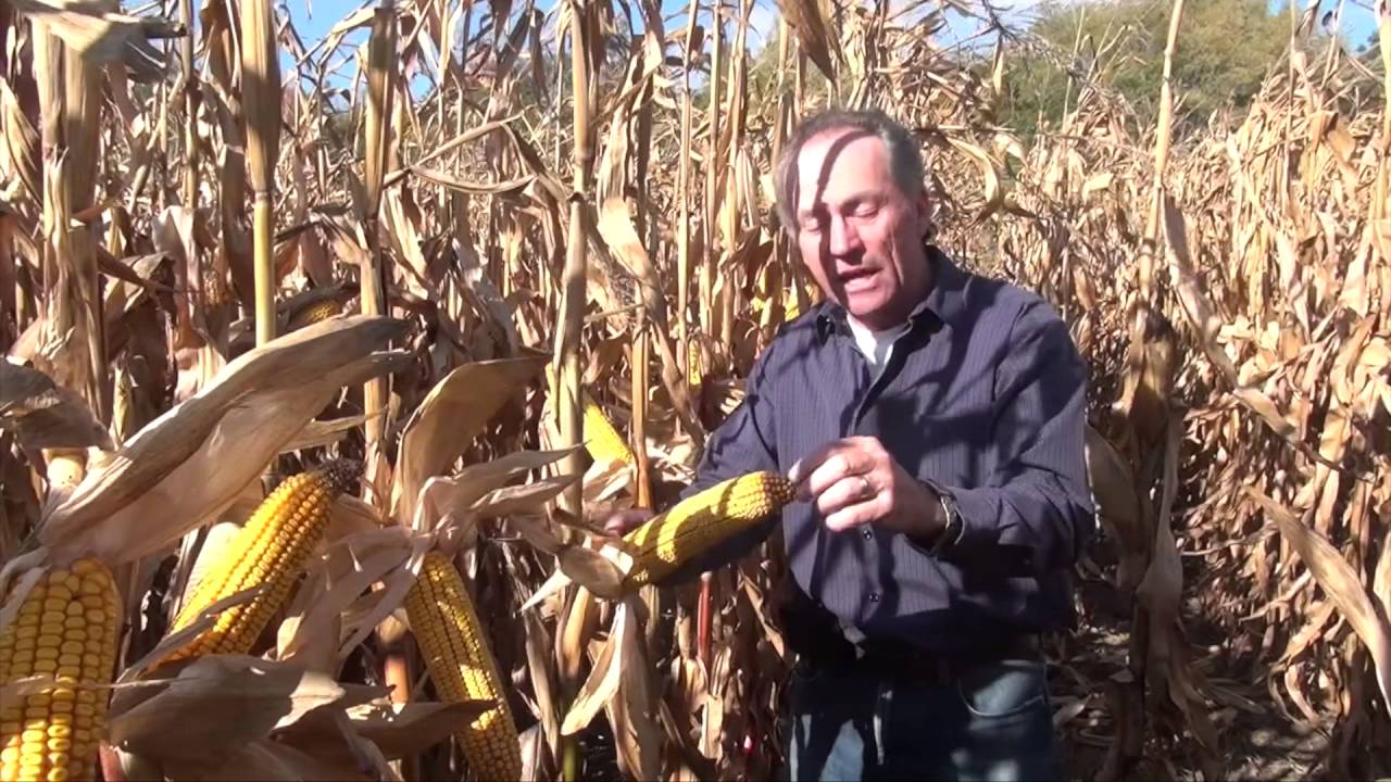 Corn School -  Flag Test Follow Up
