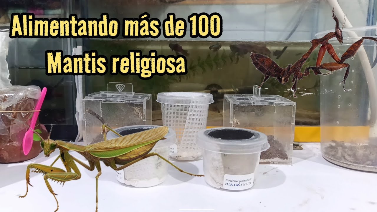 Alimentando a todas mis  mantis religiosa 😱🫣