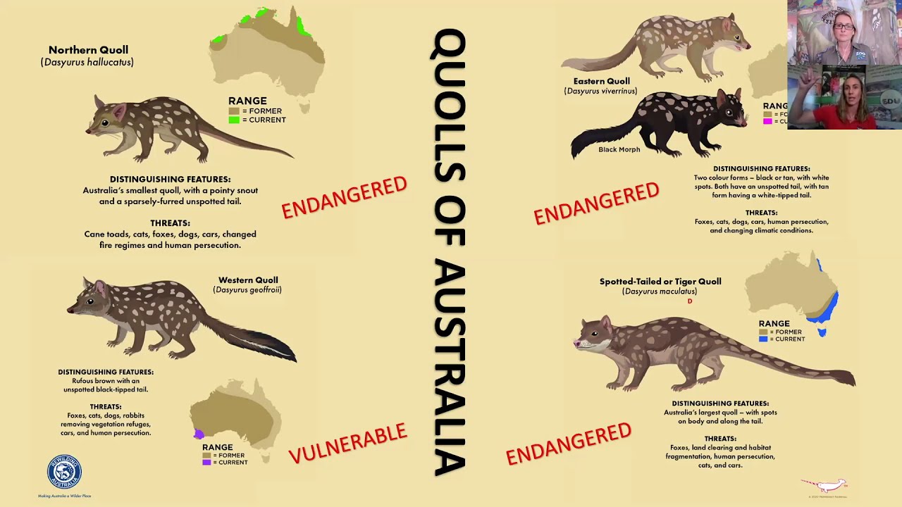 What is a Quoll with Sarah Holmes from Enviro EDU