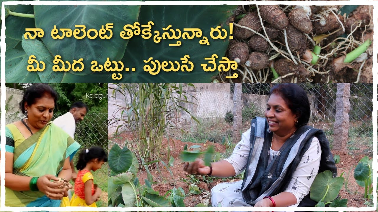 చామగడ్డలు/ chamga Dumpalu harvesting/ Arbi/ How to grow chama gadda