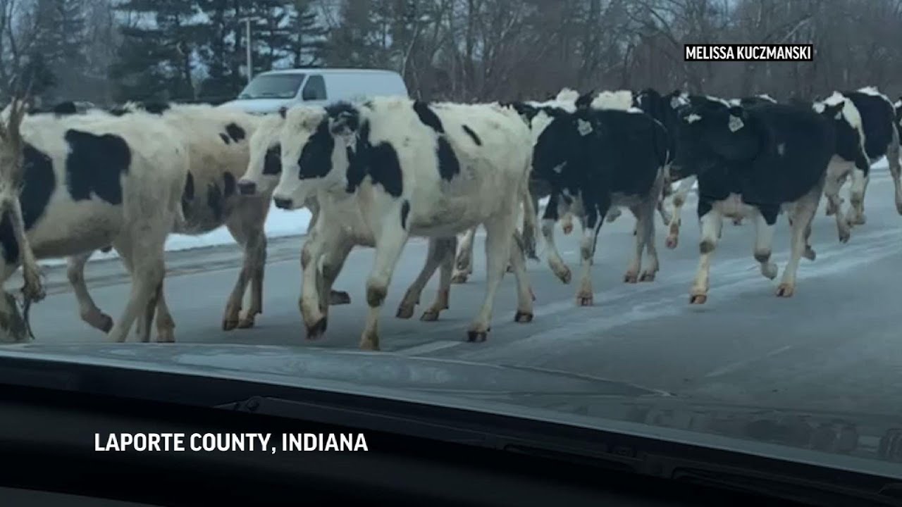 Herd of escaped cows runs loose on Indiana highway