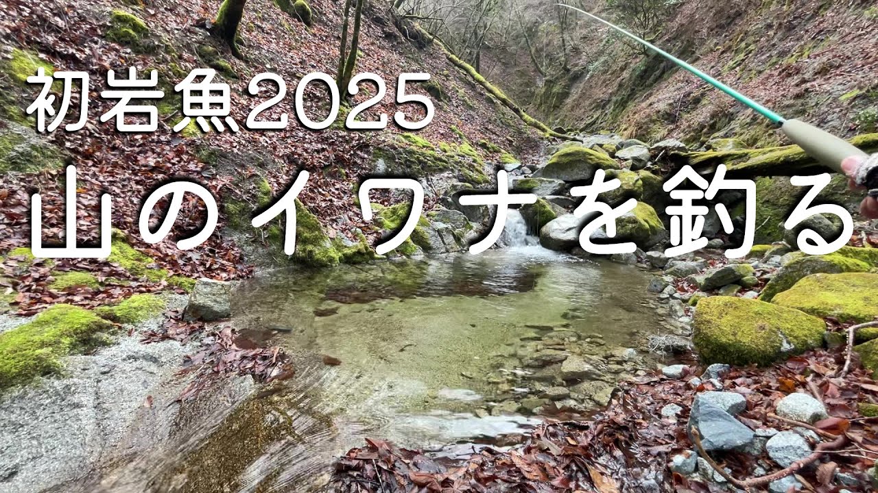 Sashimi-perfect size, all of them! --Tenkara Fishing--