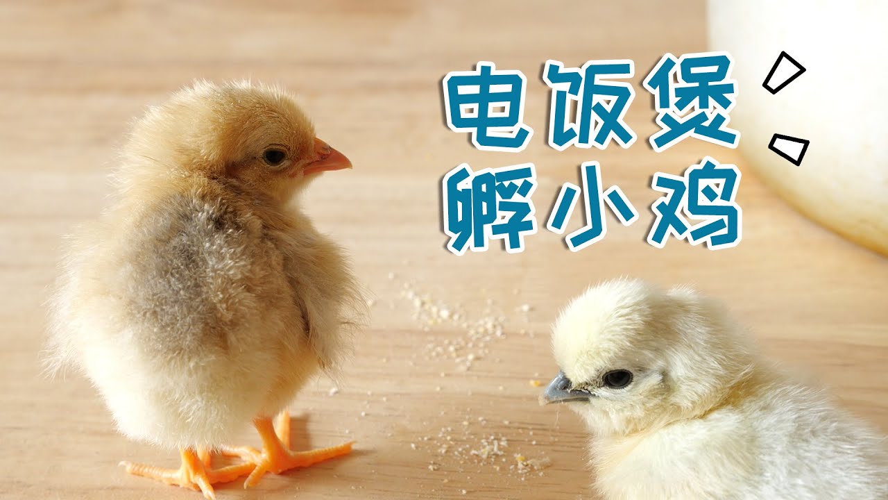 【电饭煲孵小鸡】历时21天，我用电饭煲孵了一窝小鸡！