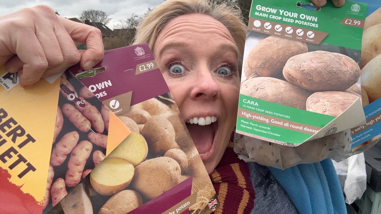 Choosing and chitting seed potatoes 