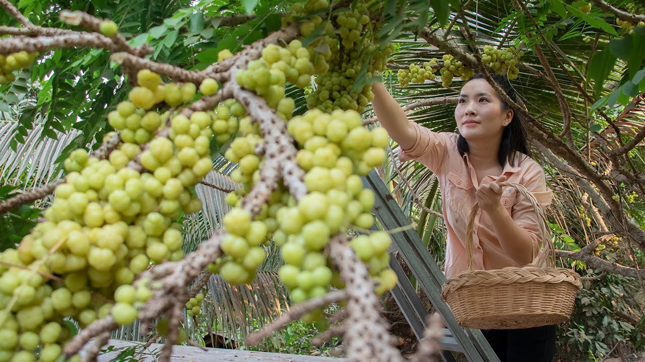 Pick Gooseberry Fruit & Making Delicious Gooseberry Jam
