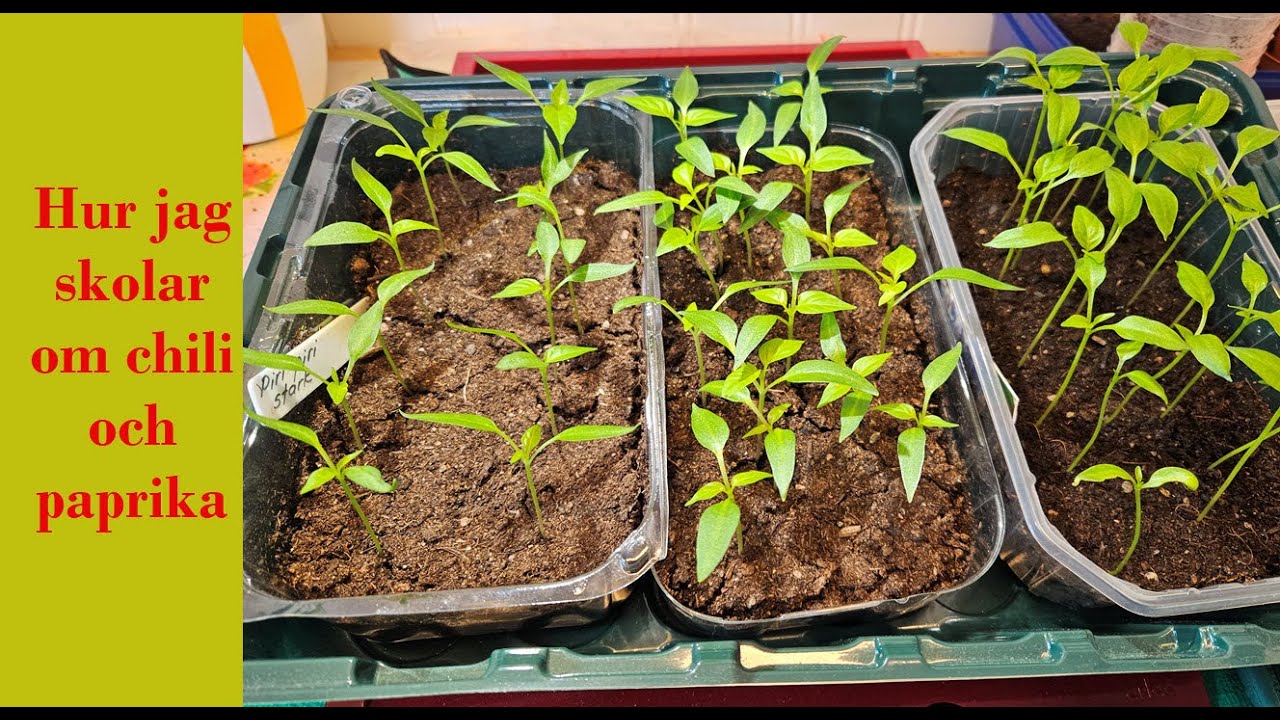 Hur jag skolar om chili och paprika