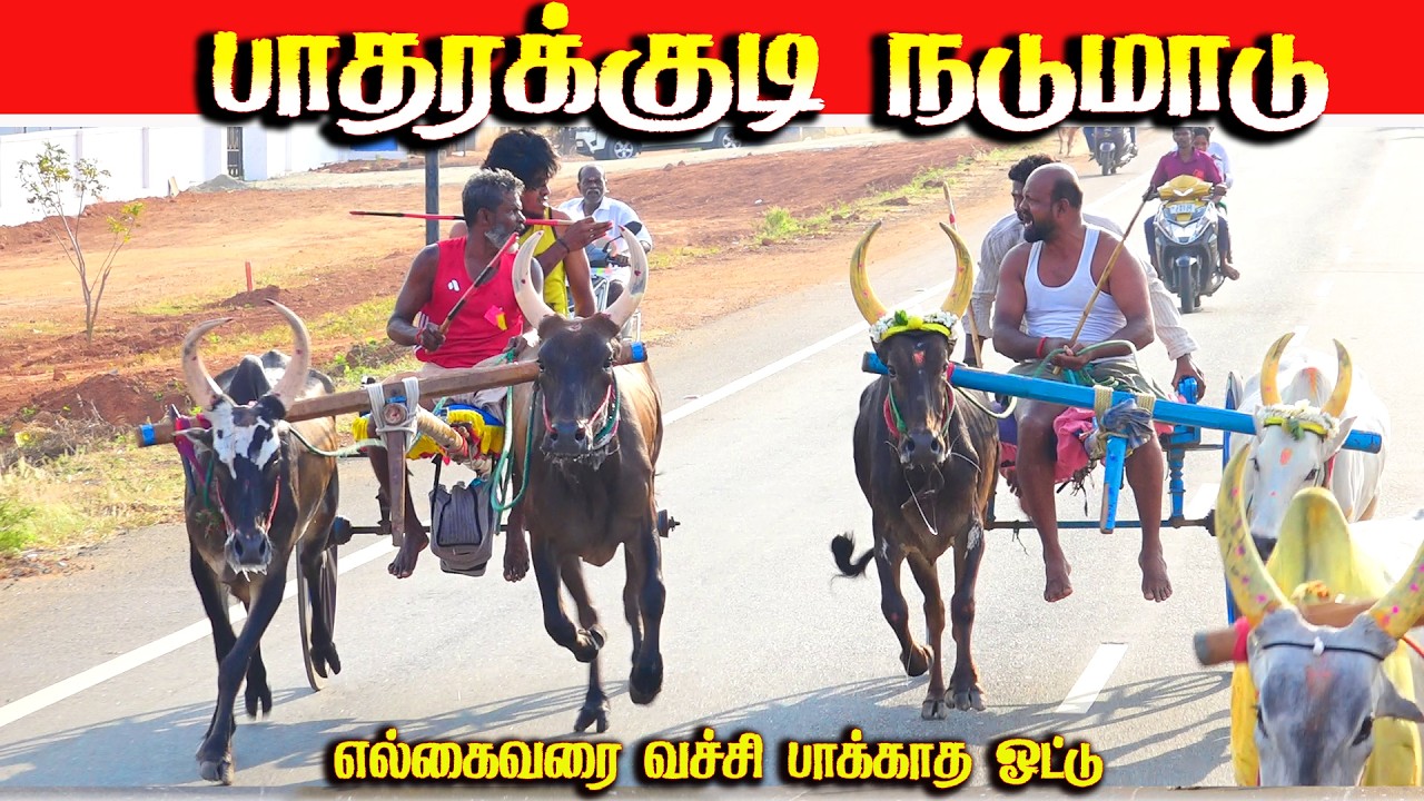 பாதரக்குடி நடுமாடு பந்தயம் 06.02.2026