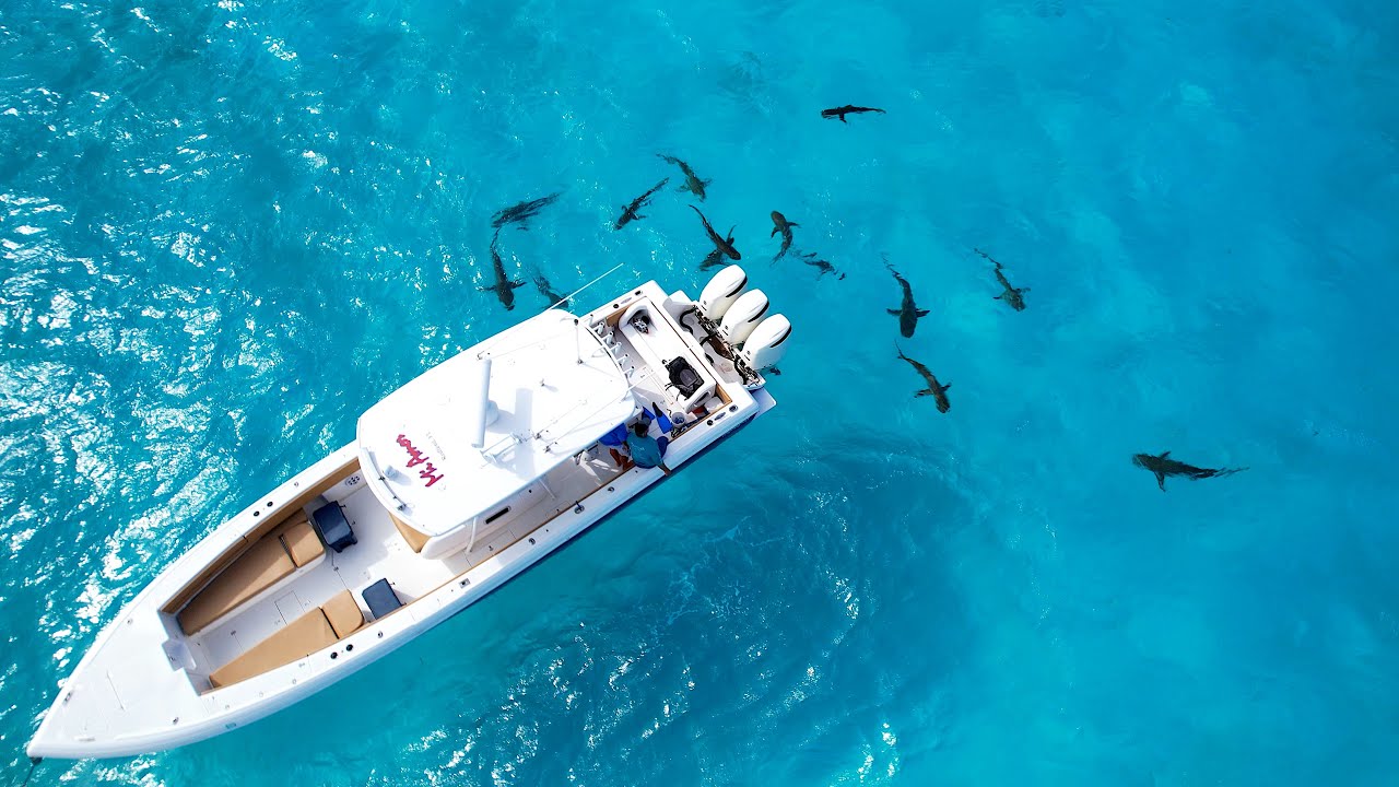 Eleuthera, Bahamas 2023 - turtles, sharks, rays and more