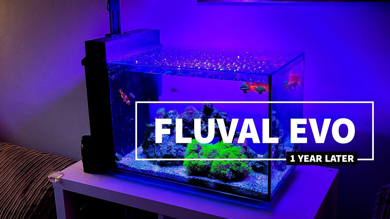 Has it Worked Out? | Fluval Evo 13.5 Reef Tank