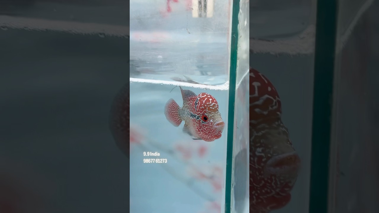 SRD Flowerhorn Fish going to Hyderabad from 9.9 India Mumbai