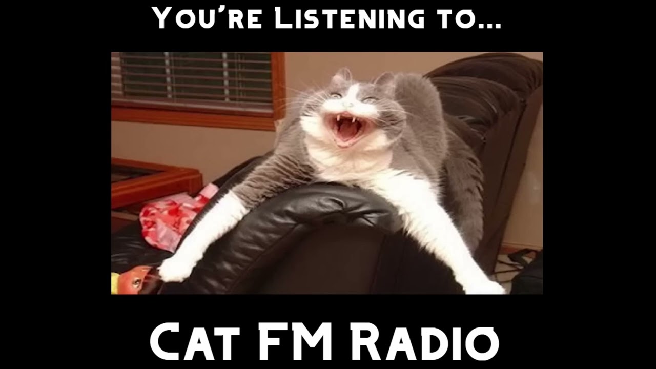 Cat FM radio but with ads and bumpers