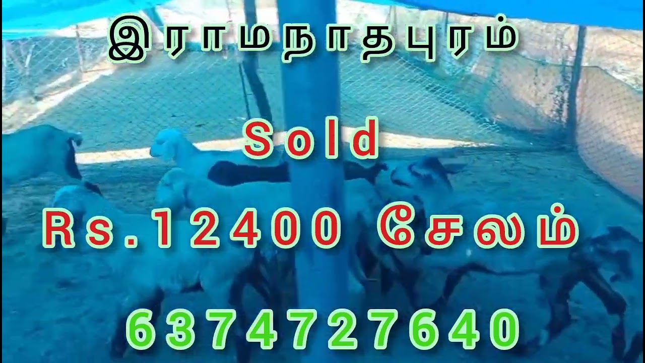 12400 மட்டுமே, மயிலம்பாடி வளர்ப்பு குட்டி தேவைக்கு 6374727640