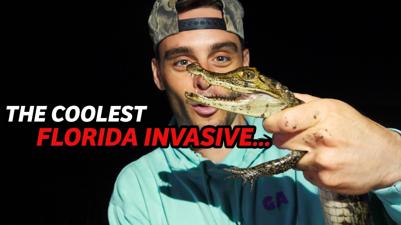 The craziest invasive in Florida... the CAIMAN