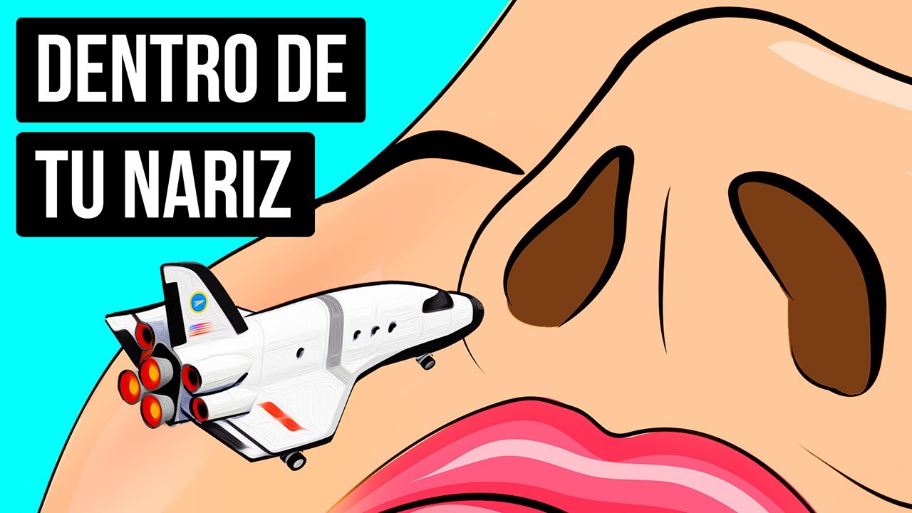 Un viaje dentro de tu nariz para descubrir cómo funciona el olfato