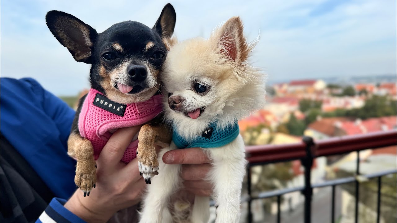 Cedric & Maya Explore Medieval Tallinn Old Town In Estonia 🇪🇪