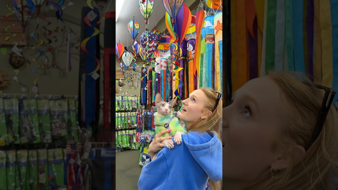 I Took My Cat To A Kite Festival🪁 #shorts #pets #cats #sphynx