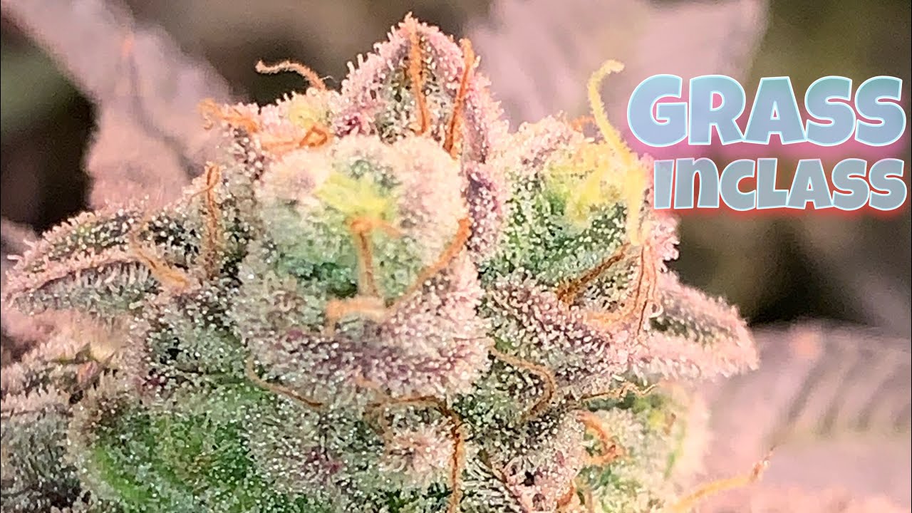 LOOK HOW FROSTY MY WEED GETS 🥶 GROWING WITH LED LIGHTS