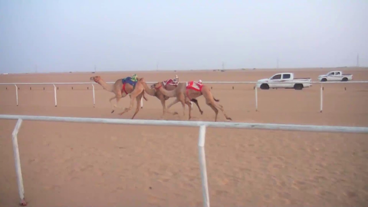 الشوط الثالث / بكار لقايا / 4000 م / الشاهينيه / فهيد حسين الصقور